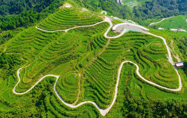 三月茶季话绿茗：张家界市绿茶简史新说