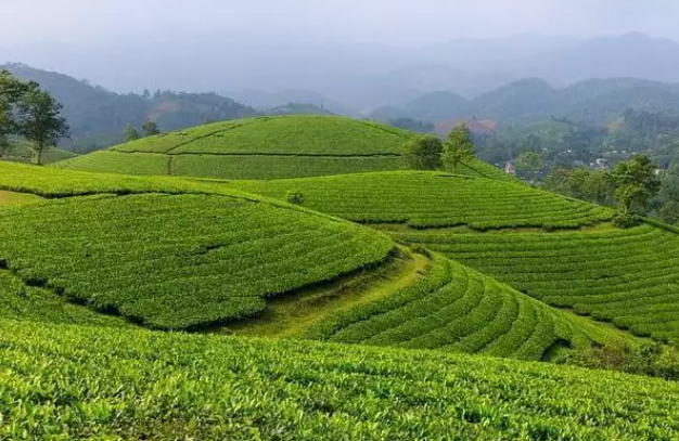 牧羊冲甑蒸茶:万里茶马古道上拾起的璀璨明珠