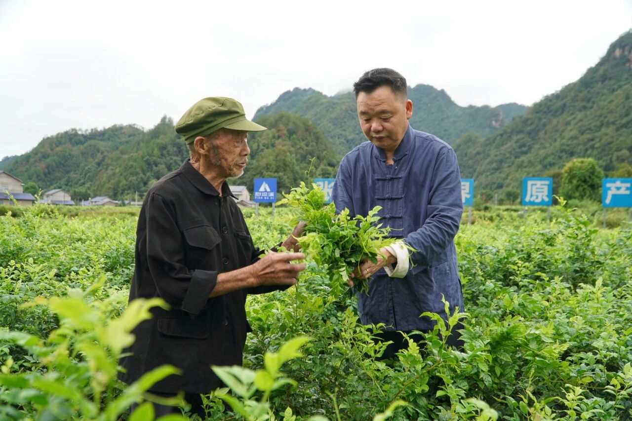 年综合产值超30亿的省级非遗项目——张家界莓茶